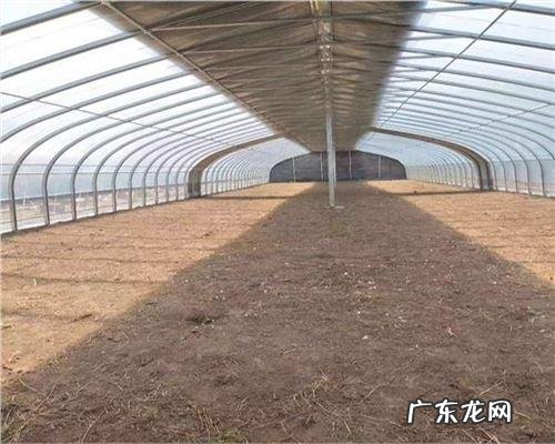农户别用错了方法 大棚种植韭菜怎么防霜冻