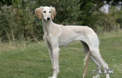 哮天犬原型品种 哮天犬是哪个品种的狗