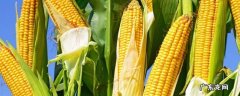 玉米棒怎么存放才能保持时间长,鲜玉米棒怎么保存可以时间久一点