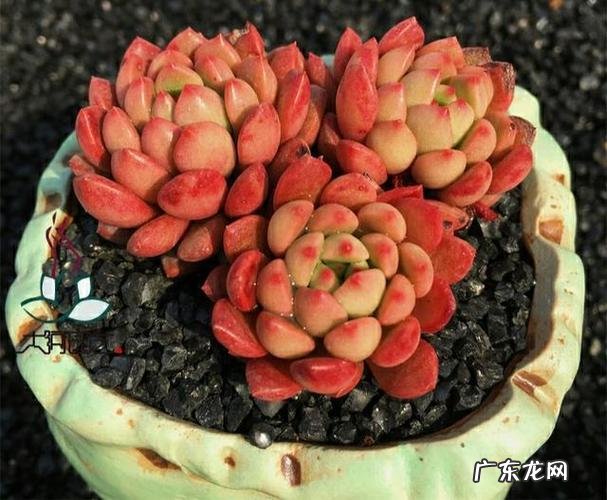 秋天你可以试试这2种方法 多肉叶长茎后怎么种植