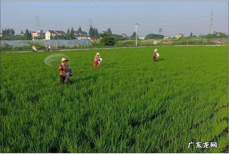 一定要做好这几点 种植烟草底肥怎么用