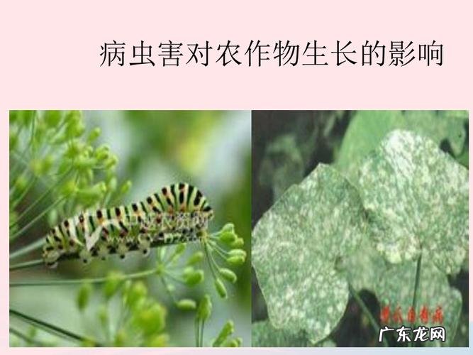 一个星期就发芽 三色堇蝴蝶花种子怎么种植