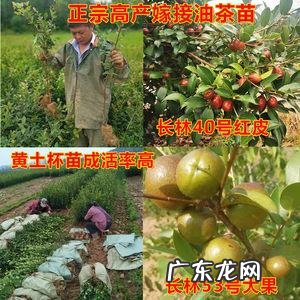 听听农村种植业前辈们怎么说 家庭种植油茶树怎么样