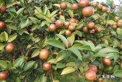 听听农村种植业前辈们怎么说 家庭种植油茶树怎么样