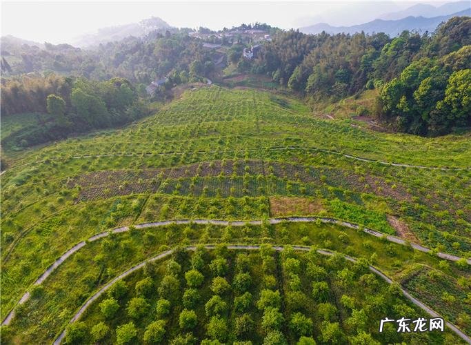 听听农村种植业前辈们怎么说 家庭种植油茶树怎么样