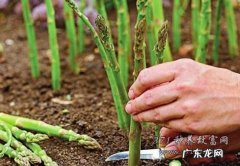 据说“钱景广大” 文冠果种植前景怎么样