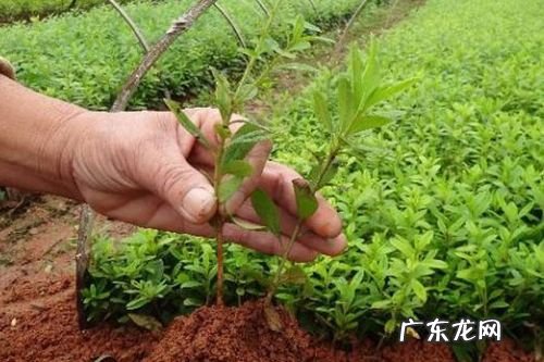 种植篇胡椒栽培技术要点以及后期管理办法 胡椒怎么种植技术