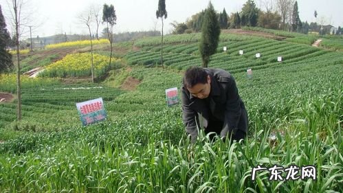 种植篇胡椒栽培技术要点以及后期管理办法 胡椒怎么种植技术