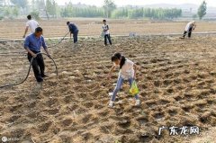 阳台大葱可持续长出大葱花 再生一葱花怎么种植