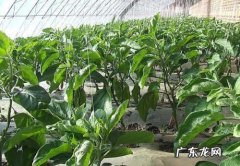 自己动手种出工艺葫芦 怎么精加工种植的葫芦