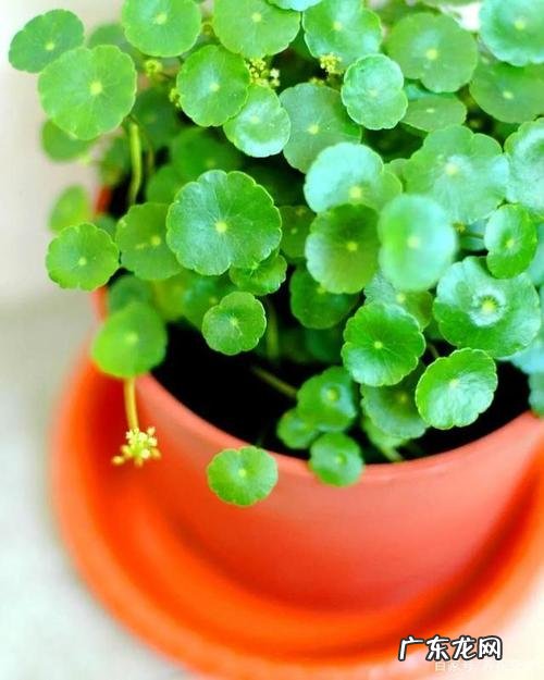 水培植物跟着这样养准没错 水里种植物怎么成活