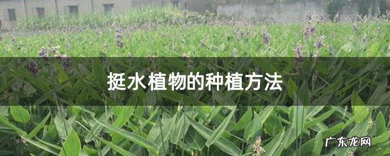 水培植物跟着这样养准没错 水里种植物怎么成活