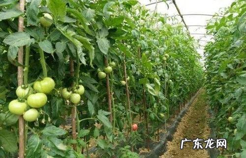 学会这些大棚蔬菜种植管理技巧 大棚怎么种植高产