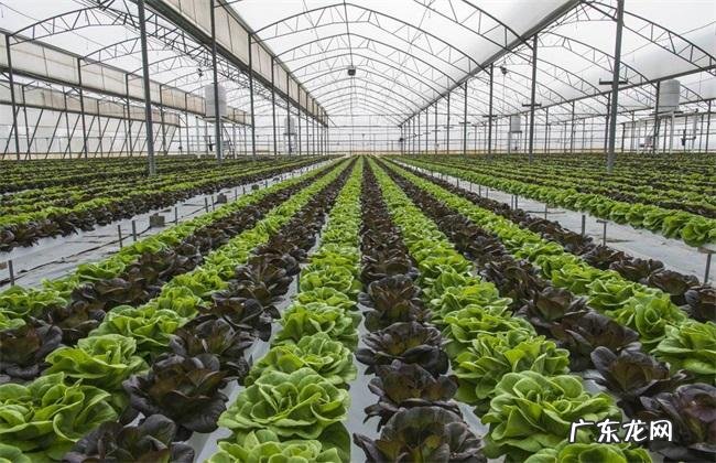 学会这些大棚蔬菜种植管理技巧 大棚怎么种植高产
