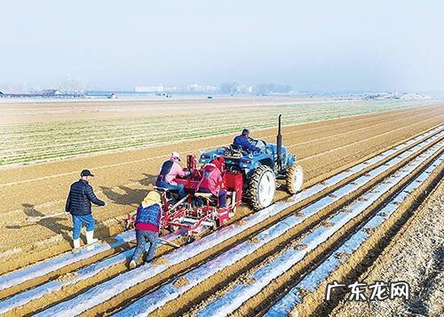 养出一盆漂亮的红枫没那么难 怎么种植红枫苗
