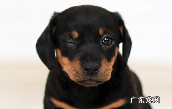 狗分离焦虑会自愈吗 狗狗分离焦虑症的原因