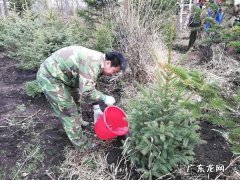 谨记六要素 黄栌现在怎么种植