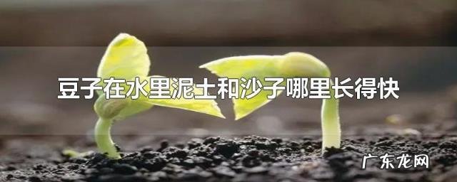 没事儿,有指导有范文 黄豆种植观察日记第八篇怎么写