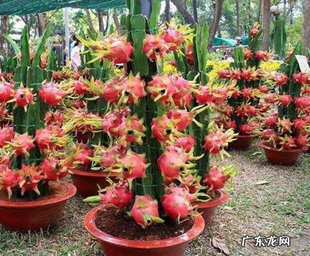 三大步骤,火龙果种植技术很简单 征途2火龙果怎么种植