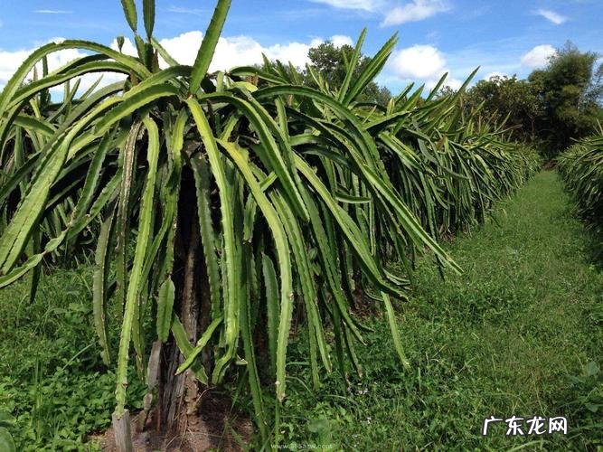 三大步骤,火龙果种植技术很简单 征途2火龙果怎么种植