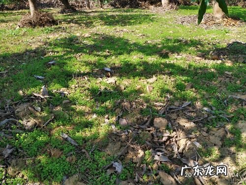 三大步骤,火龙果种植技术很简单 征途2火龙果怎么种植