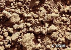 盆栽枇杷也能年年挂果 琵琶如何种植成盆栽