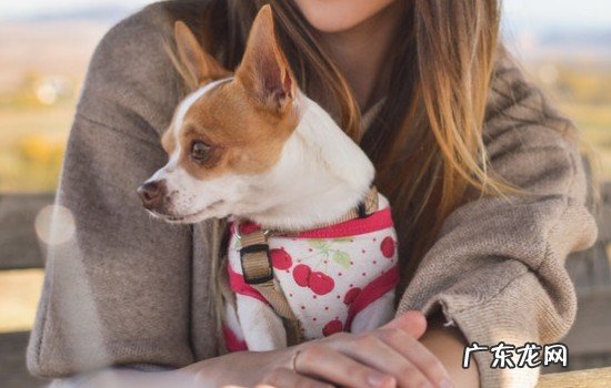 吉娃娃一般什么人养 怎样挑选纯种吉娃娃