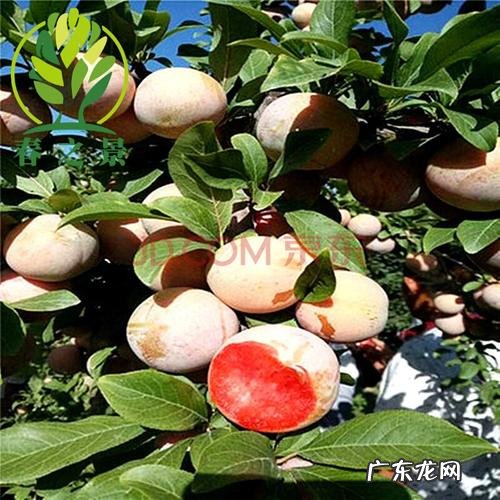 就这样规划打理 院子种植果树怎么处理