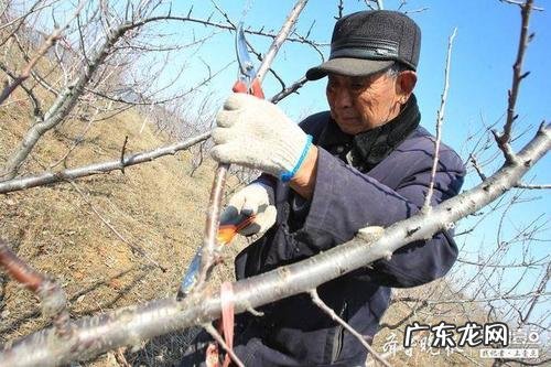 就这样规划打理 院子种植果树怎么处理
