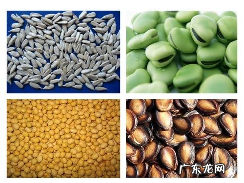 简单的想多养上几盆了 观赏蒲公英怎么种植
