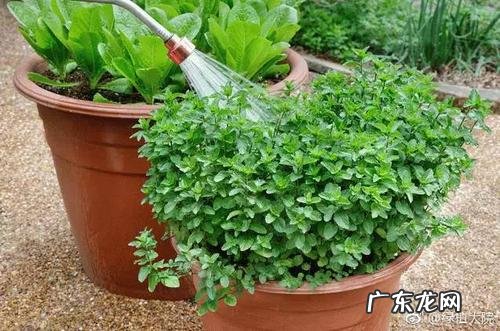 新房阳台装修自制瓷砖箱子 如何用磁砖做种植箱