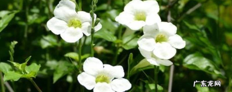 宽叶十万错能当菜吃吗,宽叶独行菜能当菜吃吗