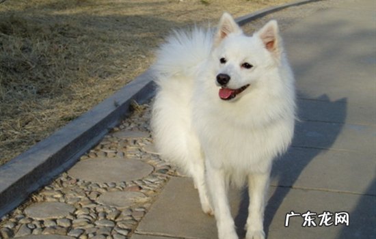 黄颜色长得像狐狸的狗 7种长得最像狐狸的狗