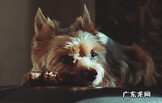 泰迪的动作意思大全 狗狗的肢体动作语言