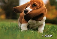 养巴吉度犬有什么好处 巴吉度犬为什么被禁养
