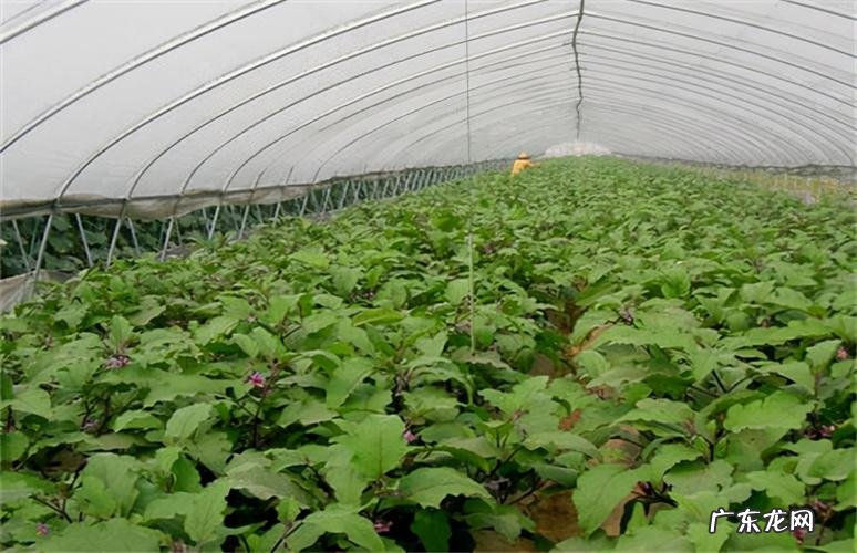 草莓管理大全 种植草莓怎么管理呀