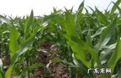 玉米只长棒子不结籽 玉米种植不结籽怎么办