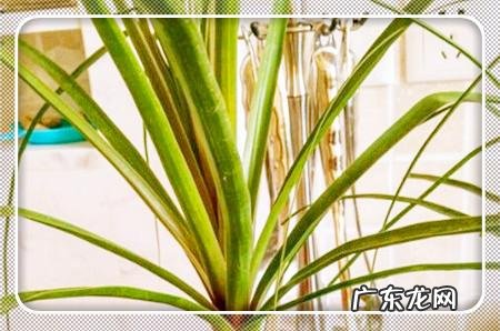 富贵竹叶子发干 竹竿种植后叶子干怎么回事