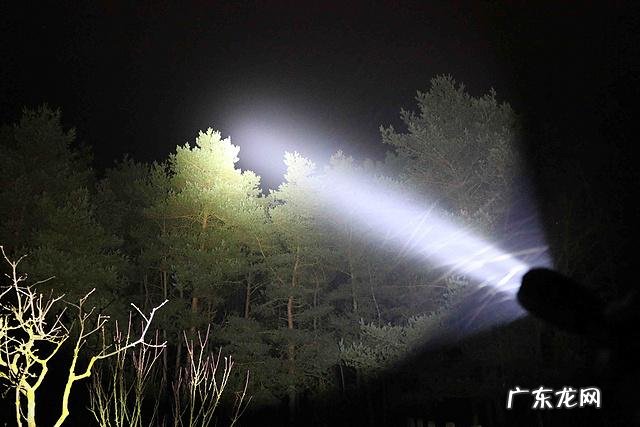 富贵竹叶子发干 竹竿种植后叶子干怎么回事