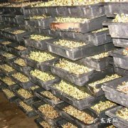 这篇文章告诉你 催芽后的青菜如何种植
