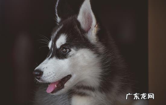 高铁动车能不能带宠物 动车高铁怎么带宠物