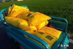 手把手教你种香椿芽 种植香椿怎么配土