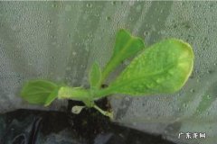 辣椒要高产 含氯土壤种植辣椒怎么办