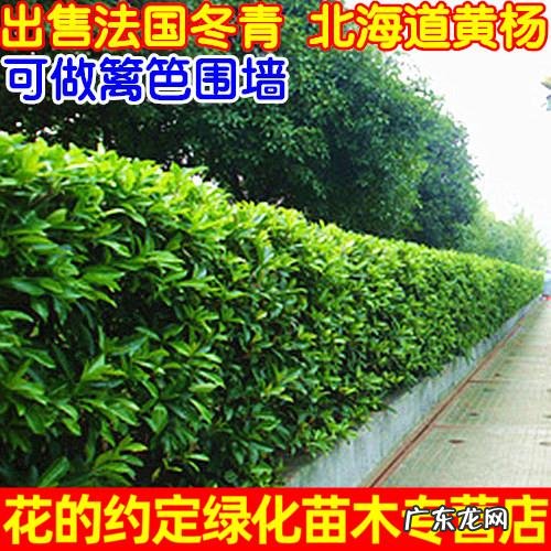 只要找对了项目,同样能赚大钱 自创种植怎么赚钱
