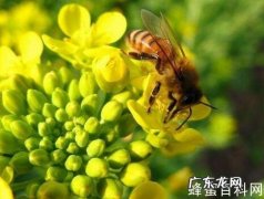只要找对了项目,同样能赚大钱 自创种植怎么赚钱