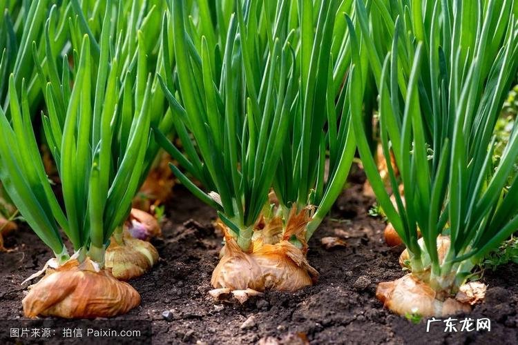 一篇文章告诉你紫菜是怎么养的 紫菜怎么种植收回来