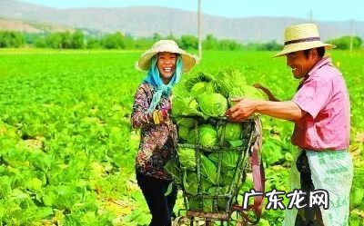 一篇文章告诉你紫菜是怎么养的 紫菜怎么种植收回来