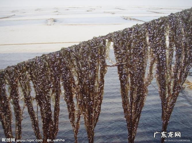 一篇文章告诉你紫菜是怎么养的 紫菜怎么种植收回来