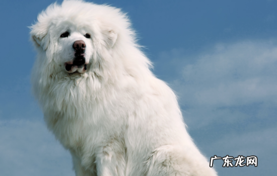 藏獒能打过老虎吗? 藏獒属于什么科