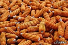 现在干玉米多少钱一斤？现在卖玉米的老板说